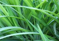 Background green juicy long grass texture Royalty Free Stock Photo