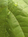background green kakao leaf Royalty Free Stock Photo