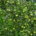 Background and green landscape. apples in an apple tree in orchard, in early summer Royalty Free Stock Photo