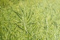 Background of green large canola pods stuffed with beans