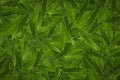 Green Leaf cell structure - macro shot, natural texture Royalty Free Stock Photo