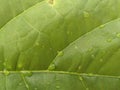 background green leaf kakao Royalty Free Stock Photo