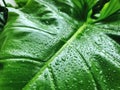 Background of Green Leaf with Rain Droplets Royalty Free Stock Photo