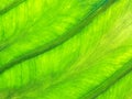 Veins of bright green leaf macro image