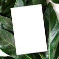 Background with green leaves and a blank white card Royalty Free Stock Photo