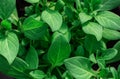 Background from green leaves, close-up. Seedlings of petunias