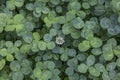 Background of green leaves of clover with one flower in the middle.three-leaved shamrocks. St. Patrick`s day holiday symbol. Royalty Free Stock Photo