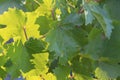 Background from green leaves of grapes on sunny day. Close-up, selective focus