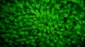 Background of green leaves wallpaper, grass leaf upper view