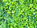 Background of green leaves of ivy