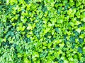 Background of green leaves of ivy Royalty Free Stock Photo