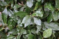 Background of green leaves of laurel tree.