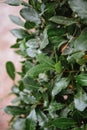 Background of green leaves of laurel tree. Vertical image.