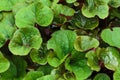 Background of the green leaves of Ligularia Dentata