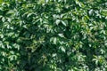 Background of green leaves. Natural texture with leaf pattern Royalty Free Stock Photo
