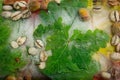 Background of green leaves of oak and green coffee beans and acorn in ice cube with air bubbles