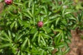 Background from green leaves peony with dark pink peonies buds. Fresh peonies buds in the summer garden at the sunny day