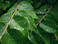 Background of Green Leaves and Rain Droplets with Selective Focus Royalty Free Stock Photo