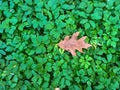 Background of green leaves after rain on the street Royalty Free Stock Photo