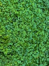 Background of green leaves after rain on the street. Royalty Free Stock Photo