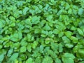 Background of green leaves after rain on the street. Royalty Free Stock Photo