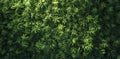 background of green leaves Royalty Free Stock Photo