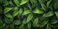 background of green leaves Royalty Free Stock Photo