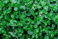 background green leaves texture, fresh leafs, close up of plant Royalty Free Stock Photo