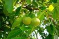 Background of green leaves and walnuts