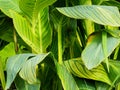 Background Of Green Leaves With Yellow Venation