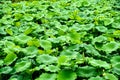 Background of green lotus leaf with small lotus bud in the pond Royalty Free Stock Photo