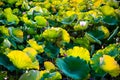 Background of green lotus leaf with small lotus bud in the pond Royalty Free Stock Photo