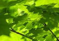 Background of green maple leaves sun day Royalty Free Stock Photo