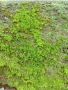 background of green micro moss plants growing on the wall