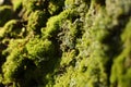 Background with green moss covering the tree trunk Royalty Free Stock Photo