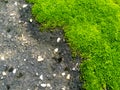 Background of green mosses.