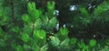 Background green needles tree thuja close up. banner