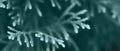Background of green needles tree thuja close up. Trend color. banner