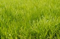 Background of green Pasture Ryegrass field Royalty Free Stock Photo