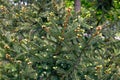 background green plant young flowering spruce