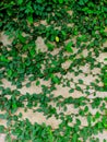 Background of green plants vines on the wall in potrait Royalty Free Stock Photo