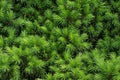 Background green prickly branches of a fur-tree or pine Royalty Free Stock Photo