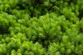 Background green prickly branches of a fur-tree or pine Royalty Free Stock Photo