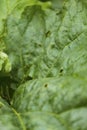 The background of green rhubarb leaves and veins. Plant of rhubarb and its leaves growing in the garden, during summer.