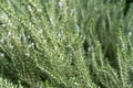 Green rosemary herb background Royalty Free Stock Photo