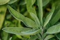 Background of green Sage leaves in the garden, aromatic herbs Royalty Free Stock Photo