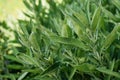 Background of green Sage leaves in the garden, aromatic herbs Royalty Free Stock Photo