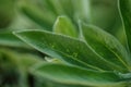 Background of green Sage leaves in the garden, aromatic herbs Royalty Free Stock Photo