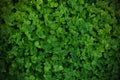 Background green shamrock, fresh color, shamrock plant