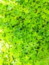 Background of Green small leaves and yellow flowers in it. Royalty Free Stock Photo